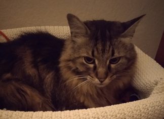 Το ν/σ για τα ζώα στην επιτροπή της Βουλής