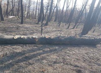 Αθηναϊκή Ζυθοποιία: Δράσεις στήριξης της Βόρειας Εύβοιας