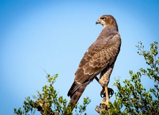 Επανέρχεται με ΚΥΑ η τέλεση της ιερακοθηρίας στην Ελλάδα