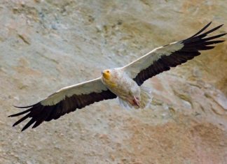 Περίβλεπτο Δράμας: Νέο περιστατικό δηλητηρίασης Χρυσαετού