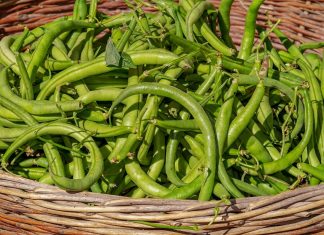 Στη δίνη της κλιματικής κρίσης οι φασολοπαραγωγοί σε Πρέσπες και Καστοριά