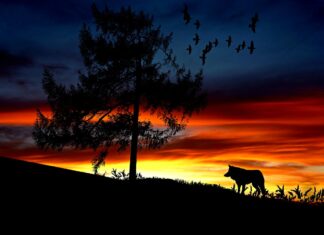 Λυκομαχίες και «λυκοφιλίες» με φόντο ΥΠΕΝ και Πάρνηθα