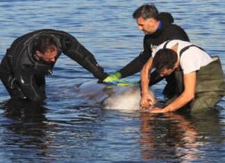 Φάλαινα στον Άλιμο: Τι ανακοίνωσε το ΥΠΕΝ
