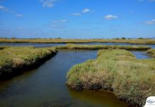 Θεσσαλονίκη: Σεμινάρια ευαισθητοποίησης για τη ρύπανση στους υγροτόπους