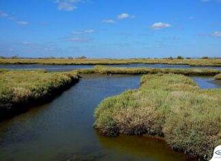 Θεσσαλονίκη: Σεμινάρια ευαισθητοποίησης για τη ρύπανση στους υγροτόπους