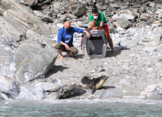 Απελευθέρωση Μεσογειακής Φώκιας στην προστατευόμενη περιοχή της Γυάρου