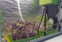 Θεσσαλονίκη: Μικρολαχανικά καλλιεργούν μαθητές και μαθήτριες από το Κιλκίς – Κατασκεύασαν ειδικό θάλαμο για την παραγωγή τους