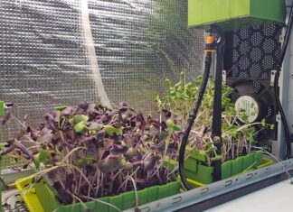 Θεσσαλονίκη: Μικρολαχανικά καλλιεργούν μαθητές και μαθήτριες από το Κιλκίς – Κατασκεύασαν ειδικό θάλαμο για την παραγωγή τους