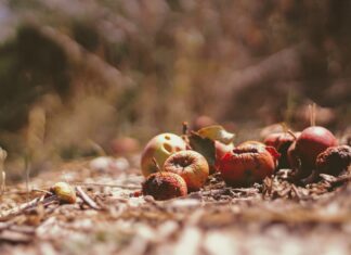 Συμμετοχή του Δήμου Χαλανδρίου σε νέο ευρωπαϊκό πρόγραμμα για την πρόληψη στη σπατάλη τροφίμων