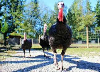 Τι ζητούν πτηνοτρόφοι από την κυβέρνηση