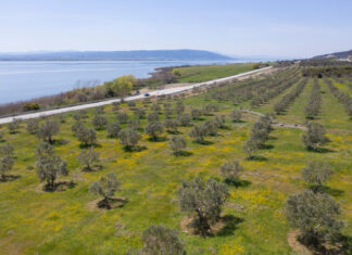 Μοναδικό στη Μεσόγειο δασόκτημα με 60.000 αγριελιές στη Βόλβη