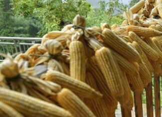 Το πρώτο πλοίο με ουκρανικό καλαμπόκι απέπλευσε από το λιμάνι της Κωστάντζας