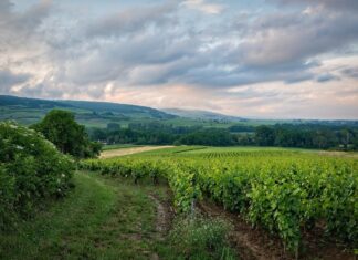 Μόνο ψηφιακά από φέτος οι αιτήσεις για το Πρόγραμμα «Αναδιάρθρωσης και Μετατροπής Αμπελώνων» – Οι δηλώσεις του Γ. Στύλιου