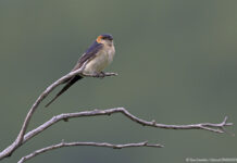Μυτιλήνη: «Κάθε πουλί μετράει!» – Μεσοχειμωνιάτικες καταμετρήσεις υδρόβιων πουλιών στο Παγκόσμιο Γεωπάρκο της UNESCO