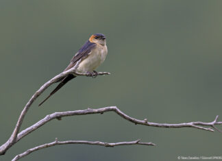 Μυτιλήνη: «Κάθε πουλί μετράει!» – Μεσοχειμωνιάτικες καταμετρήσεις υδρόβιων πουλιών στο Παγκόσμιο Γεωπάρκο της UNESCO