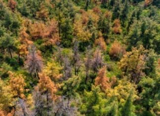 Νταβός 2022: Να παύσει η αποψίλωση της Αμαζονίας να είναι συνώνυμη της κερδοφορίας, ζητούν στο Παγκόσμιο Φόρουμ πολιτικοί και οικονομικοί παράγοντες της Νότιας Αμερικής