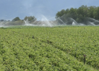 Συσκευασίες ρυζιού, που μιλάνε «ξεκάθαρα» στον καταναλωτή με την τεχνολογία blockchain