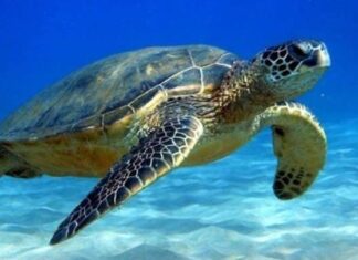 Οι θαλάσσιες χελώνες εκπέμπουν SOS – Φωτογραφική έκθεση για τη σχέση τους με τον άνθρωπο