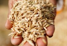 Ζημιές σε αποθήκες και σιλό δημητριακών από ρωσικές επιθέσεις στο λιμάνι της Ουκρανίας στον Δούναβη