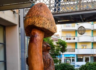 Γρεβενά:Τεράστιοι κορμοί δέντρων γίνονται έργα τέχνης στην υπαίθρια «μανιταρογλυπτική» με αλυσοπρίονα