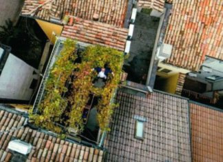 Ο μικρότερος «εκκεντρικός» αμπελώνας του κόσμου σε ταράτσα την Βόρεια Ιταλία