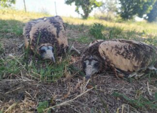 ΥΠΕΝ: Δύο νεοσσοί γύπες είδους Ασπροπάρη επέστρεψαν στο δάσος της Δαδιάς