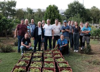 Τρύγος για τις λευκές ποικιλίες στον αστικό αμπελώνα του δήμου Θεσσαλονίκης
