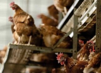 ΠΙΝΔΟΣ: Διεθνής διάκριση για το κοτόπουλο ελεύθερης βοσκής στο πλαίσιο επιστημονικής έρευνας του Πανεπιστημίου Ιωαννίνων