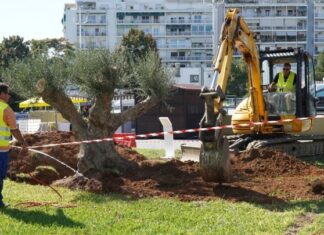 Υπεραιωνόβια ελιά από το νομό Αχαΐας «κοσμεί» το διεθνές εκθεσιακό κέντρο