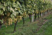 Στα 6.492,7 στρέμματα οι άδειες νέων αμπελοφυτεύσεων για το 2026