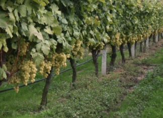 Συρρικνώνεται ο ελληνικός αμπελώνας – Μείωση 65.000 στρεμμάτων την τελευταία 10ετία