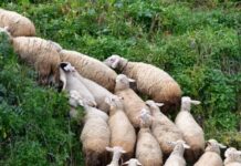 Κ. Τσιάρας: «Προτεραιότητά μας να συνεχιστεί η κτηνοτροφία στην Ελλάδα»