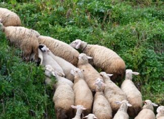 Κ. Τσιάρας: «Προτεραιότητά μας να συνεχιστεί η κτηνοτροφία στην Ελλάδα»