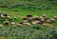 Νέα έκτακτη στήριξη σε κτηνοτρόφους που επλήγησαν από ευλογιά και πανώλη, ύψους 56 εκατ. ευρώ