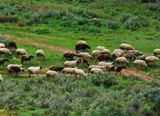 Νέα έκτακτη στήριξη σε κτηνοτρόφους που επλήγησαν από ευλογιά και πανώλη, ύψους 56 εκατ. ευρώ