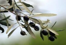 Σε καθεστώς αναμονής ο κλάδος της επιτραπέζιας ελιάς και του τυποποιημένου ελαιολάδου λόγω των αμερικανικών δασμών