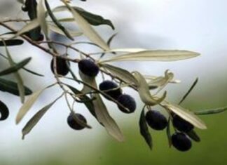 Σε καθεστώς αναμονής ο κλάδος της επιτραπέζιας ελιάς και του τυποποιημένου ελαιολάδου λόγω των αμερικανικών δασμών