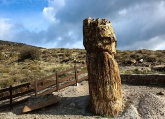 Μυτιλήνη: Τις κλιματικές αλλαγές του παρελθόντος ερμηνεύει το Απολιθωμένο Δάσος Λέσβου