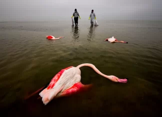 ΕΚΠΛΗΚΤΙΚΕΣ ΦΩΤΟ – Ανακοινώθηκαν οι νικητές του διαγωνισμού Environmental Photographer Of The Year 2022