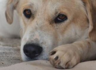 Χρηματοδότηση δήμων για τα αδέσποτα ζώα συντροφιάς