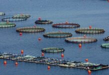 Αυγενάκης: Θα πάμε μπροστά τον κλάδο της αλιείας – Στόχος η δημιουργία δύο Διεπαγγελματικών Οργανώσεων