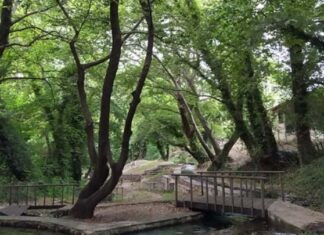 Πρόγραμμα αντικατάστασης των δέντρων στον δήμο Χαϊδαρίου