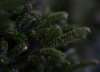 Θεσσαλονίκη: Πρόγραμμα συλλογής φυσικών χριστουγεννιάτικων δέντρων