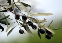 Σε κανονικά επίπεδα η εφετινή παραγωγή μαύρων επιτραπέζιων ελιών