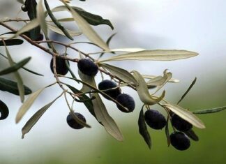 ΔΟΕΠΕΛ: Μειωμένη έως και μηδενική η καρποφορία των ελαιόδενδρων την εφετινή ελαιοκομική περίοδο 2023/24