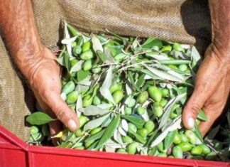 Χρονιά-ρεκόρ το 2022 για τις εξαγωγές επιτραπέζιων ελιών