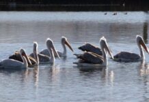 Παράδεισος για αργυροπελεκάνους το παλιό λιμανάκι στο Αιτωλικό (βίντεο)