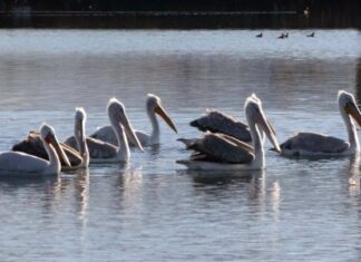 Παράδεισος για αργυροπελεκάνους το παλιό λιμανάκι στο Αιτωλικό (βίντεο)