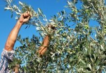 ΔΟΕΠΕΛ: Παραγωγή 200.000 τόνων πράσινης ελιάς Χαλκιδικής – Σε 45.000 τόνους ανέρχεται η εκτιμώμενη παραγωγή ελιάς Αμφίσσης