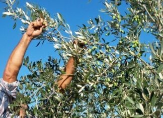 ΔΟΕΠΕΛ: Σχεδόν 90% η ακαρπία στις πράσινες ελιές